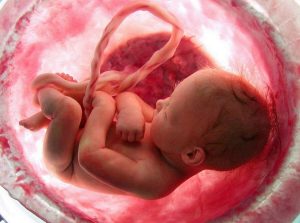 Ребенок в утробе до перерезанная пуповины.