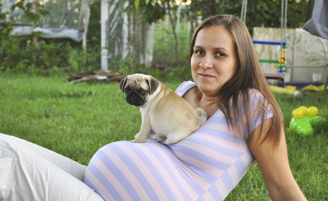 Может ли собака чувствовать беременность?