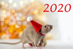 Каким будет ребенок родившийся в год крысы?