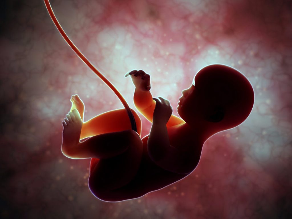 Как выглядит ребенок в утробе в 4 недели фото